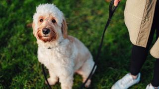 Cute Goldendoodle looking at camera while sitting next to his owner