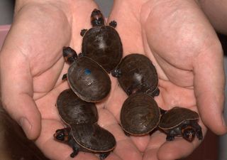 Red-headed turtle hatchlings, a vulnerable species.