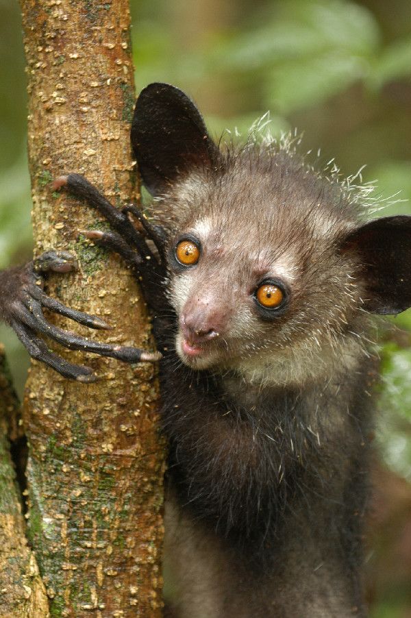 aye-aye, conservation, lemurs, madagascar, endangered animals