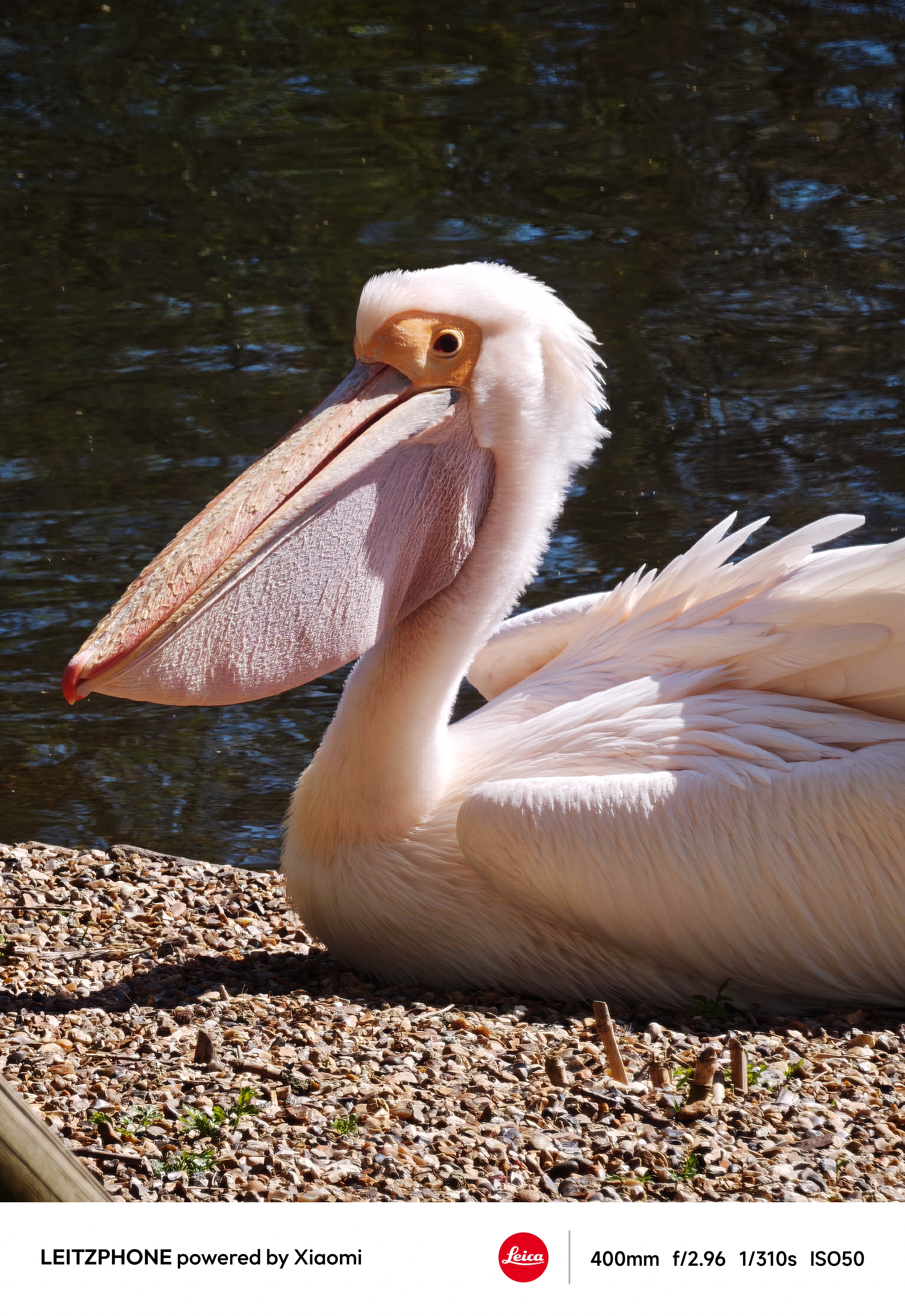 Close-up of a white pelican resting by the water