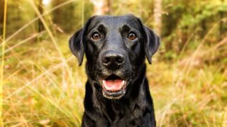 Black dog stood in long grass looking happily at the camera with his mouth open