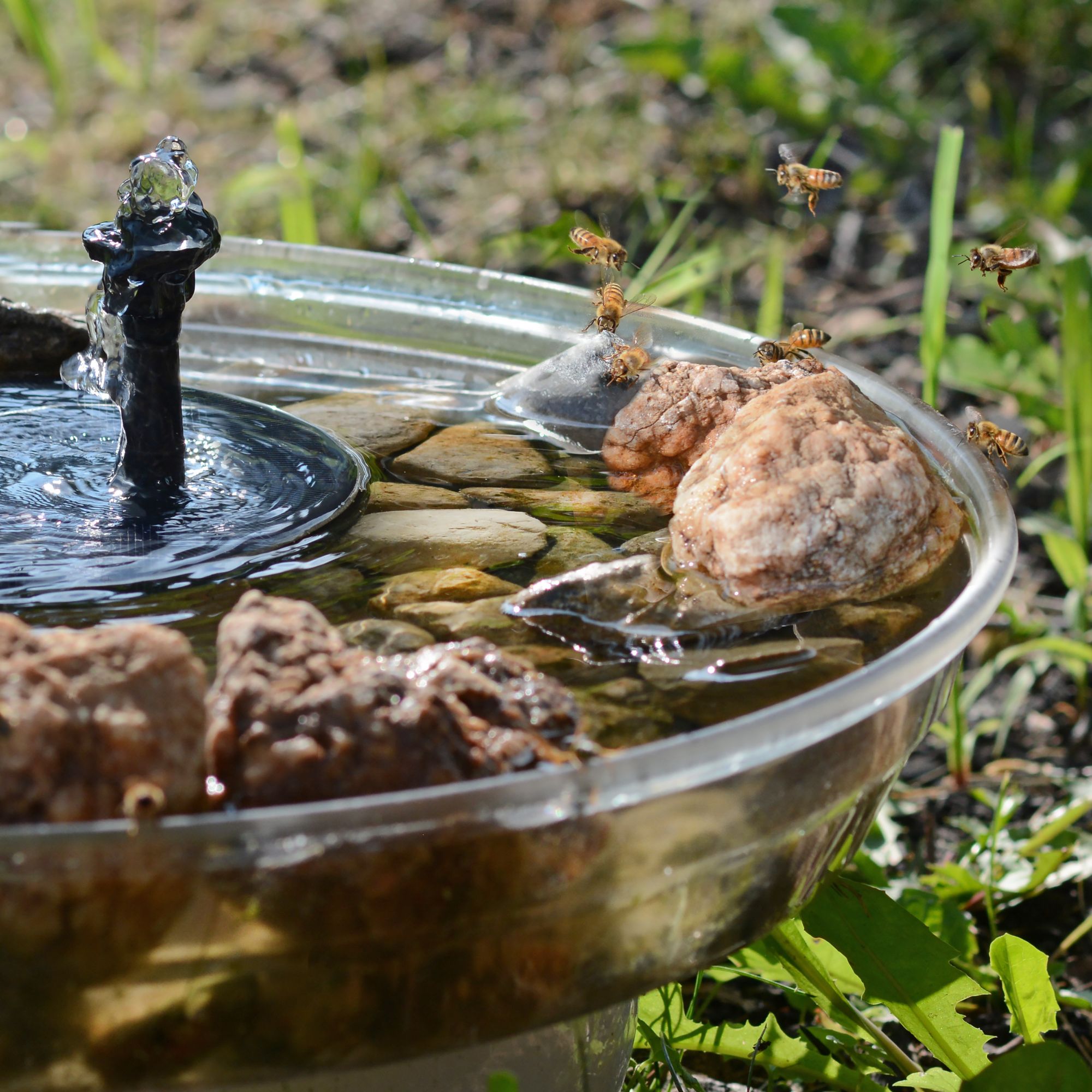 Bees drinking from a bird bath filled with stones and pebbles
