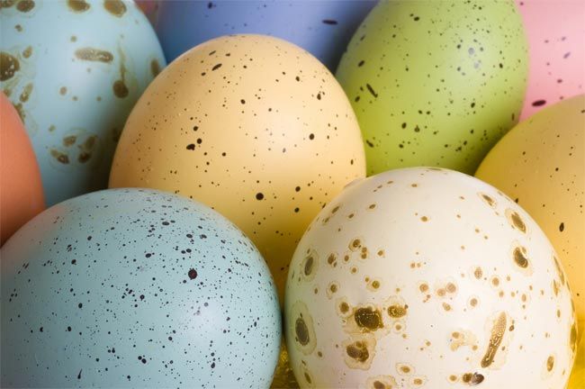 Eggshells Look More Colorful Through The Eyes Of Birds Live Science