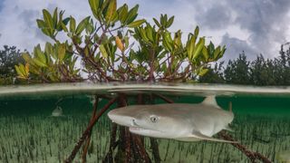Lemon sharks (Negaprion brevirostris) live primarily in shallow coastal habitats such as mangroves, bays and coral reefs.