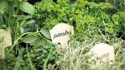 Herbs in plant pots with spoon plant markers
