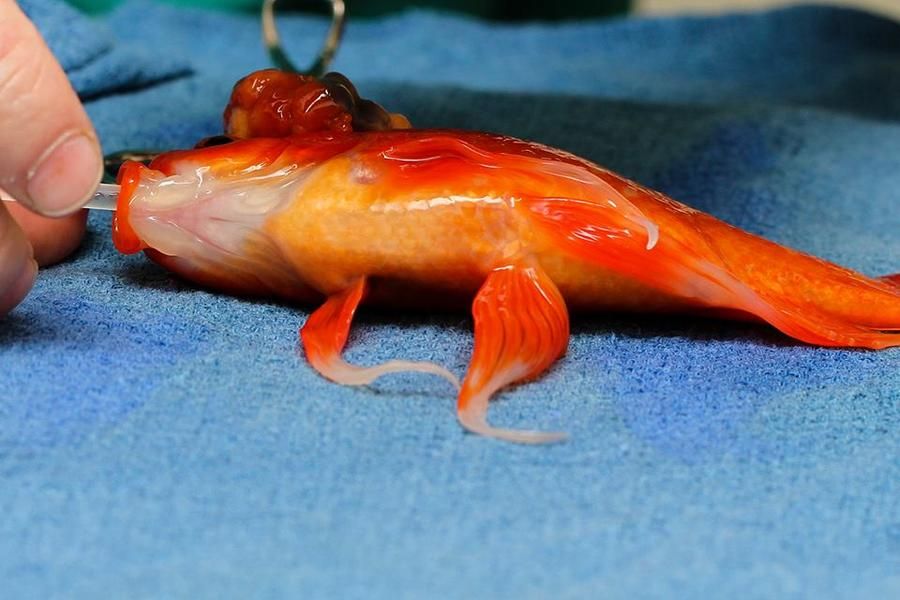 10-year-old goldfish survives surgery to remove tumor