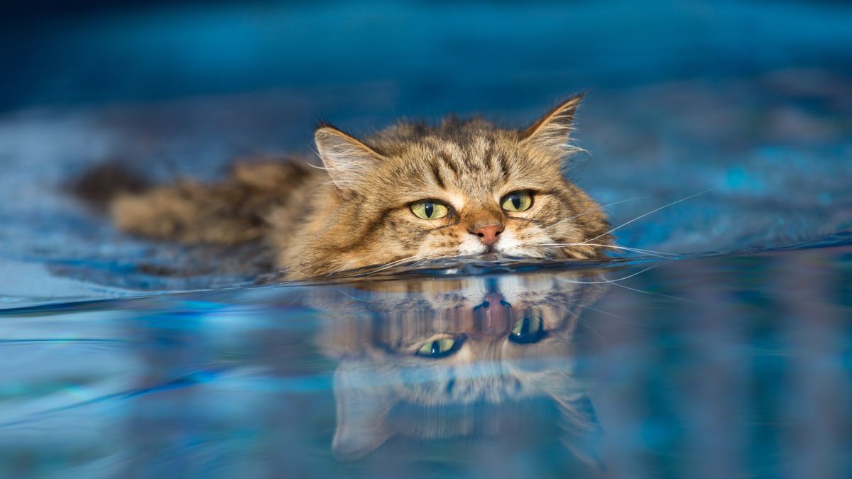 Cat swimming in pool