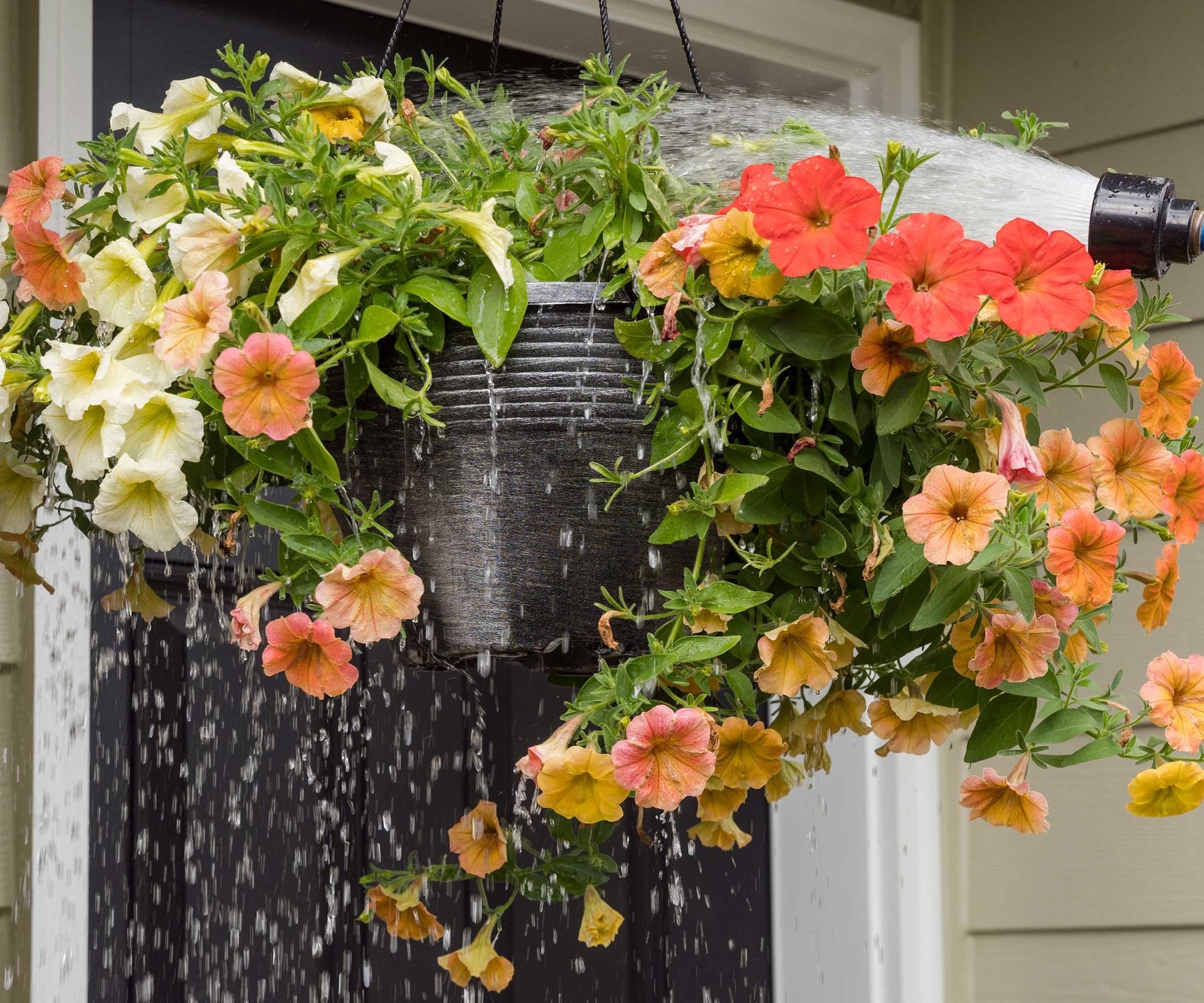 How often should you water hanging baskets? Plus expert tips Homes