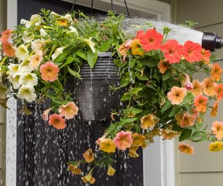 watering petunias in a hanging basket