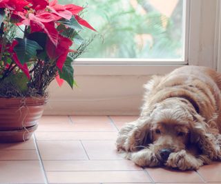 old dog resting near poinsettia plant