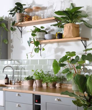 fresh, green and neutral kitchen scheme with indoor jungle of potted herbs and houseplants