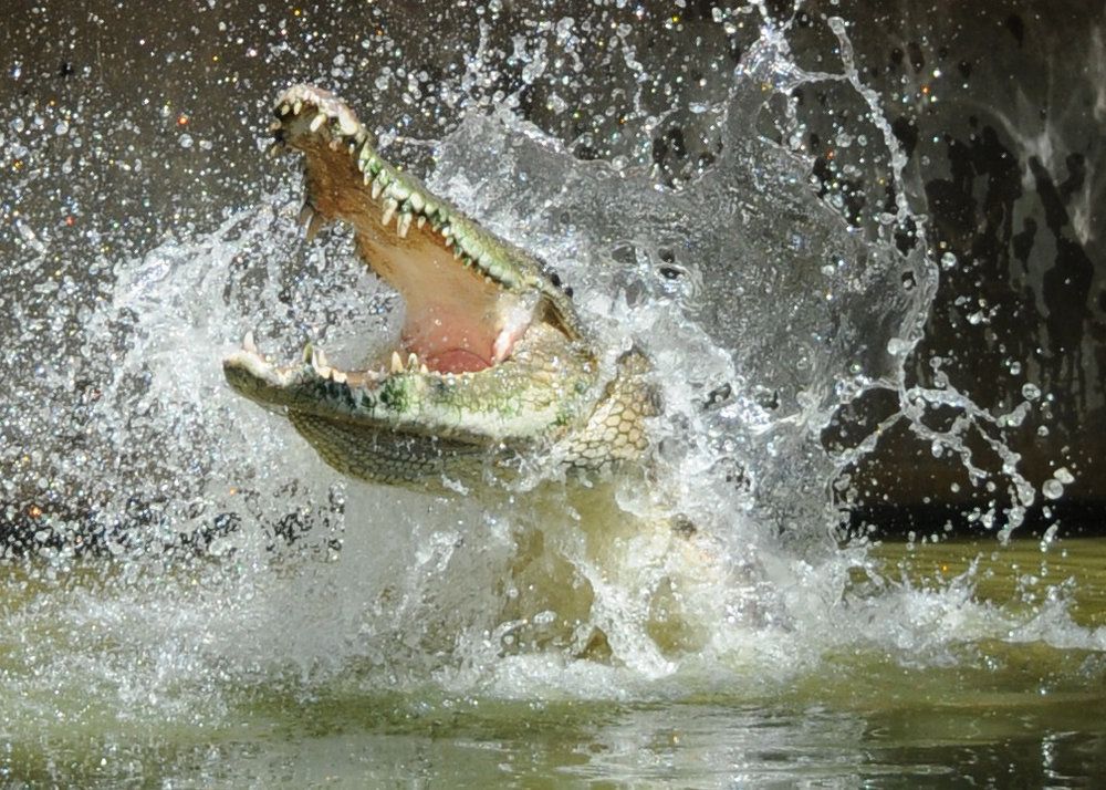 crocodile with snout open