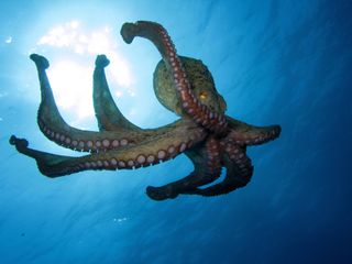 an octopus in the open water.
