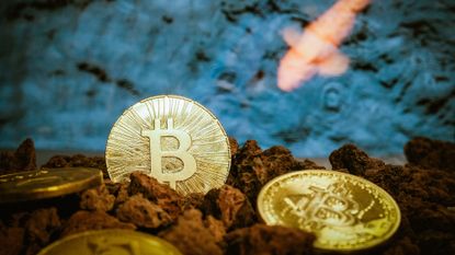 Two gold bitcoins are placed next to small brown rocks.