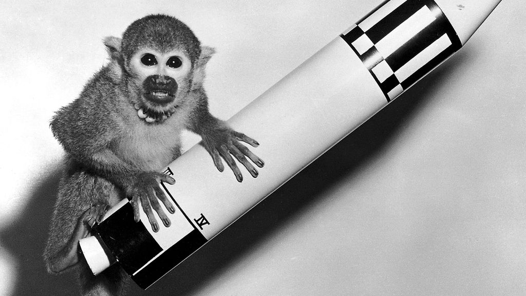 Able and Baker: The First Primates to Survive Spaceflight in Photos | Space