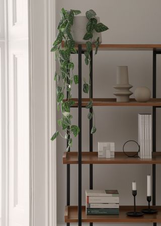 minimalistic trailing plants on the shelf