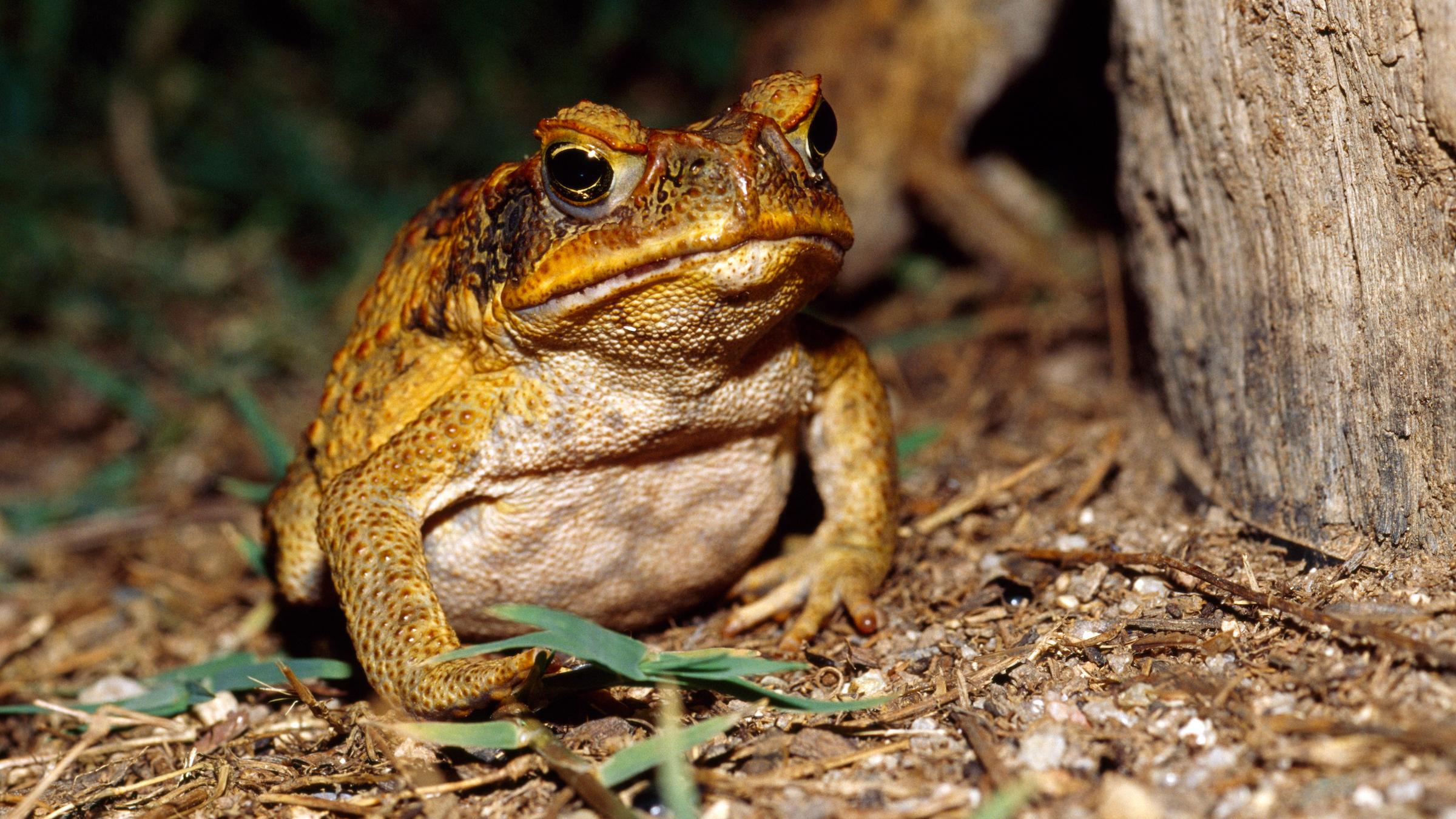The cane toad (Rhinella marina) is an invasive species in Australia, where its tadpoles have become voracious cannibals.