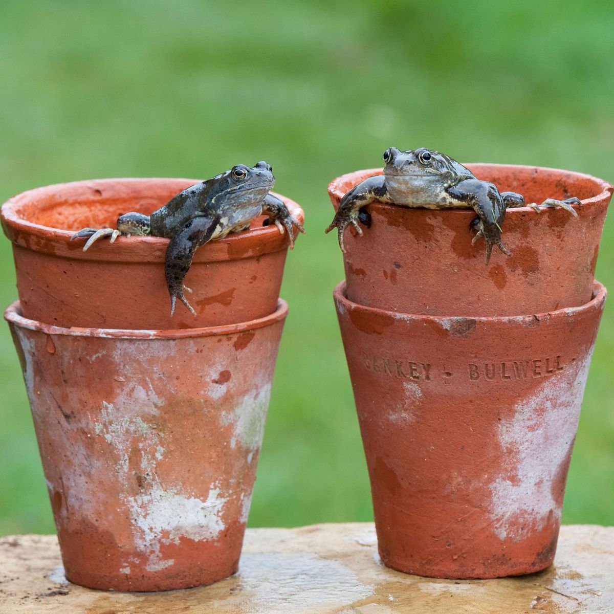 Best Plants For Frogs: 7 Plant Varieties To Bring More Froggies To Your Yard