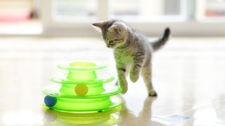 Kitten playing with interactive toy
