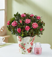 Classic Budding Rose with Candle: $42.99 at 1-800 Flowers