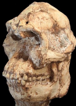 The skull of <em>Australopithecus prometheus</em> (Little Foot), a human relative that lived about 3.7 million years ago.