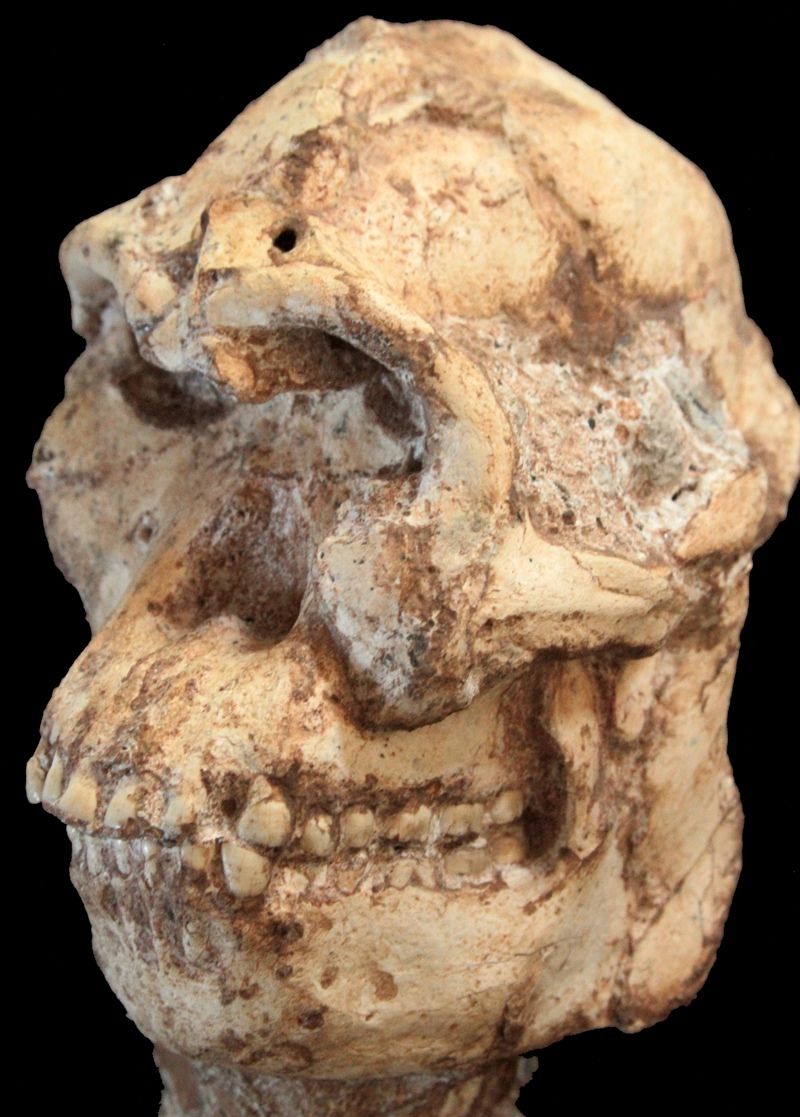 The skull of &lt;em&gt;Australopithecus prometheus&lt;/em&gt; (Little Foot), a human relative that lived about 3.7 million years ago.