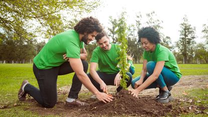 Volunteers work together to plant a tree.