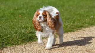 Cavalier King Charles Spaniel