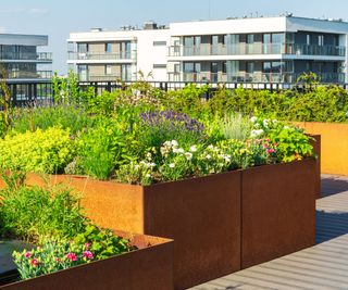 rooftop garden of plants in city block