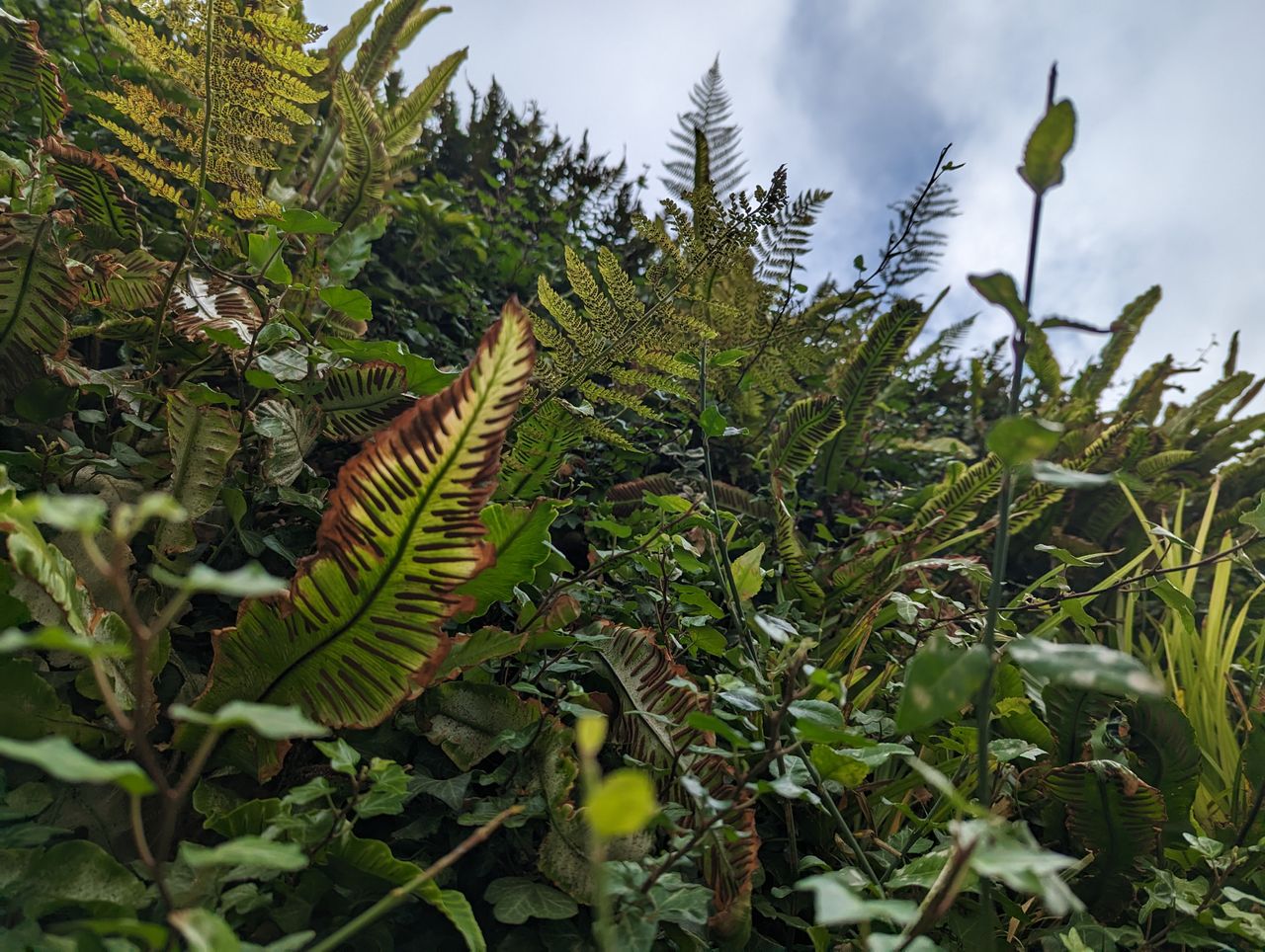 Google Pixel 7