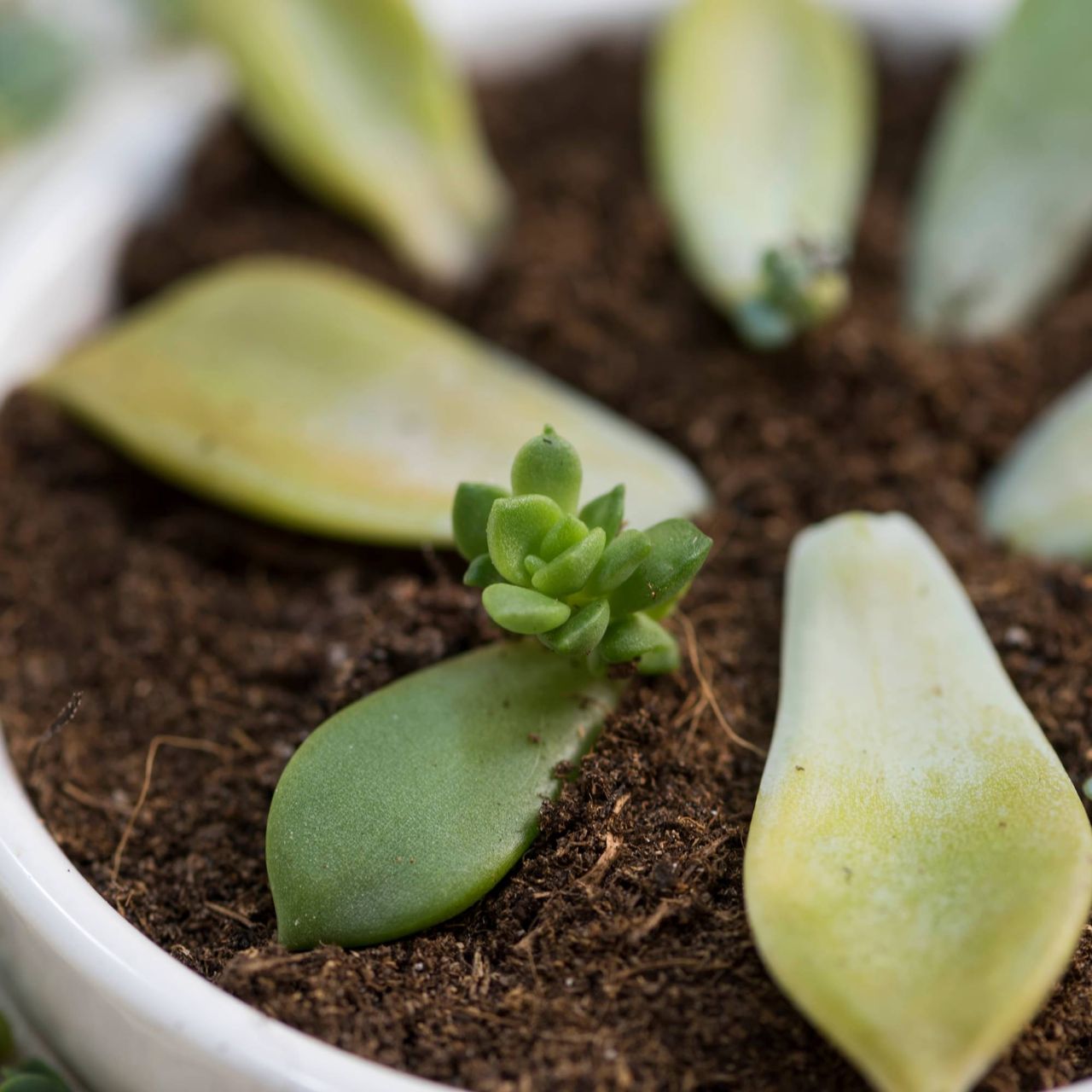 How to propagate succulents