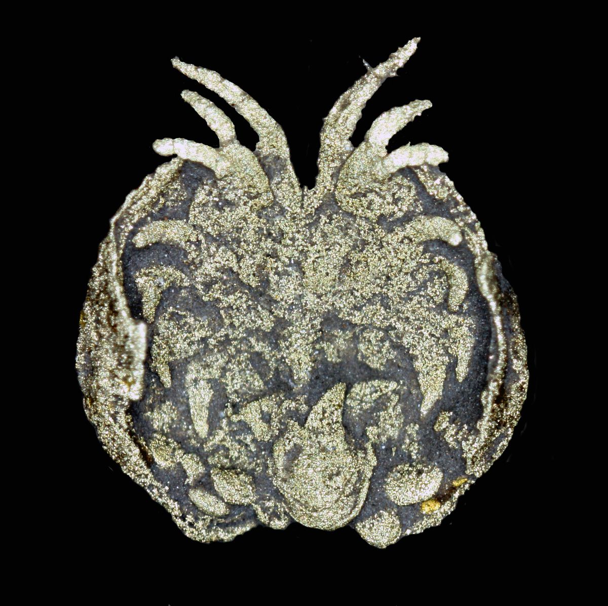 oldest ostracod