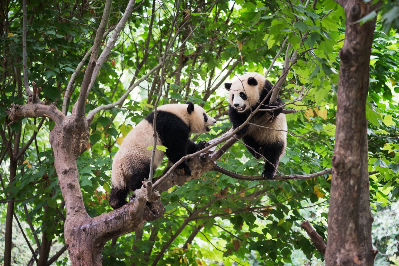 Two pandas.