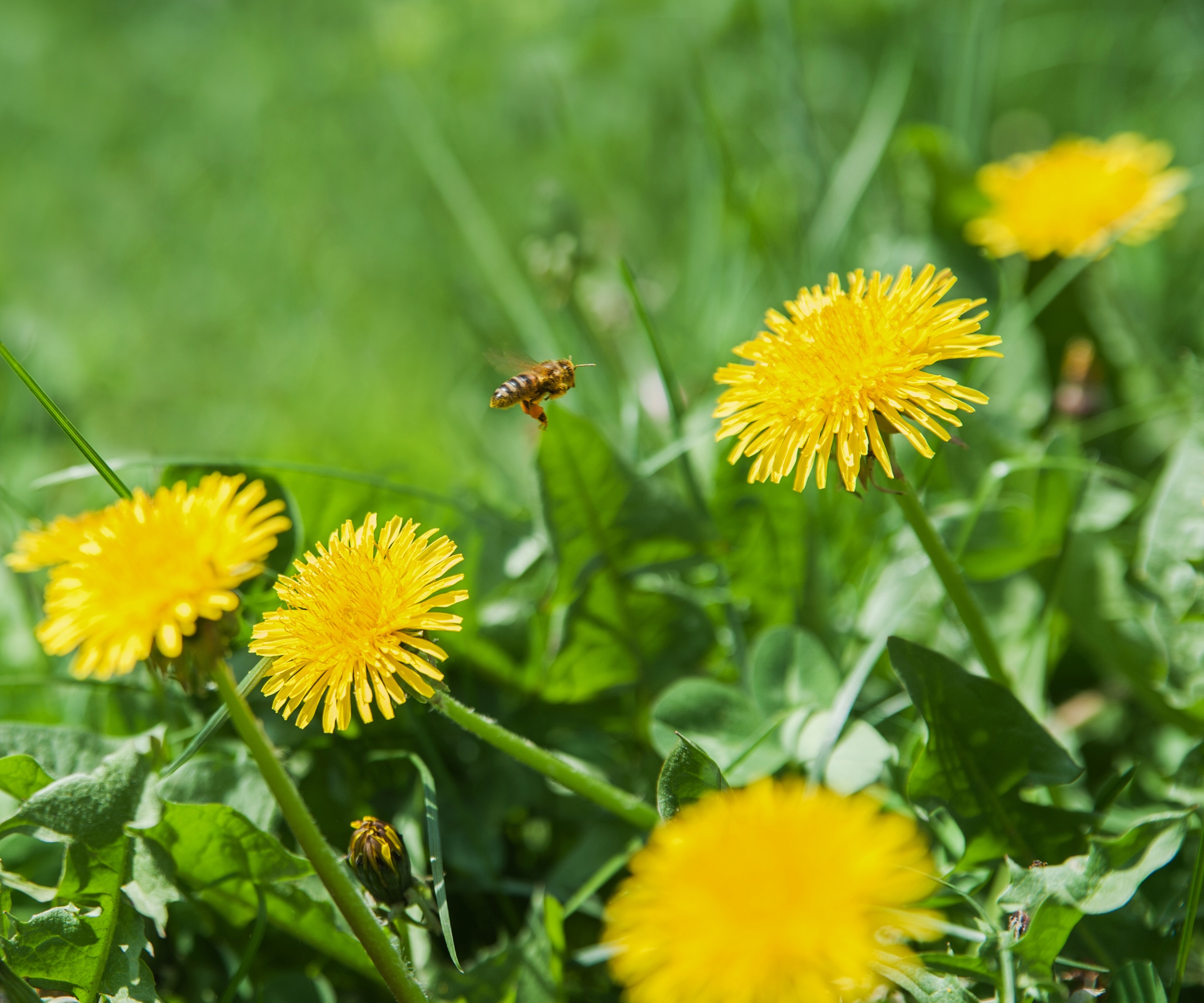 Dandelion in lawn