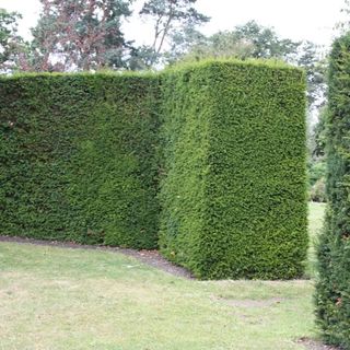 Taxus baccata - aka English yew hedge - for sale