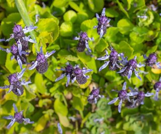 Purple flowers the Coleus canina plant