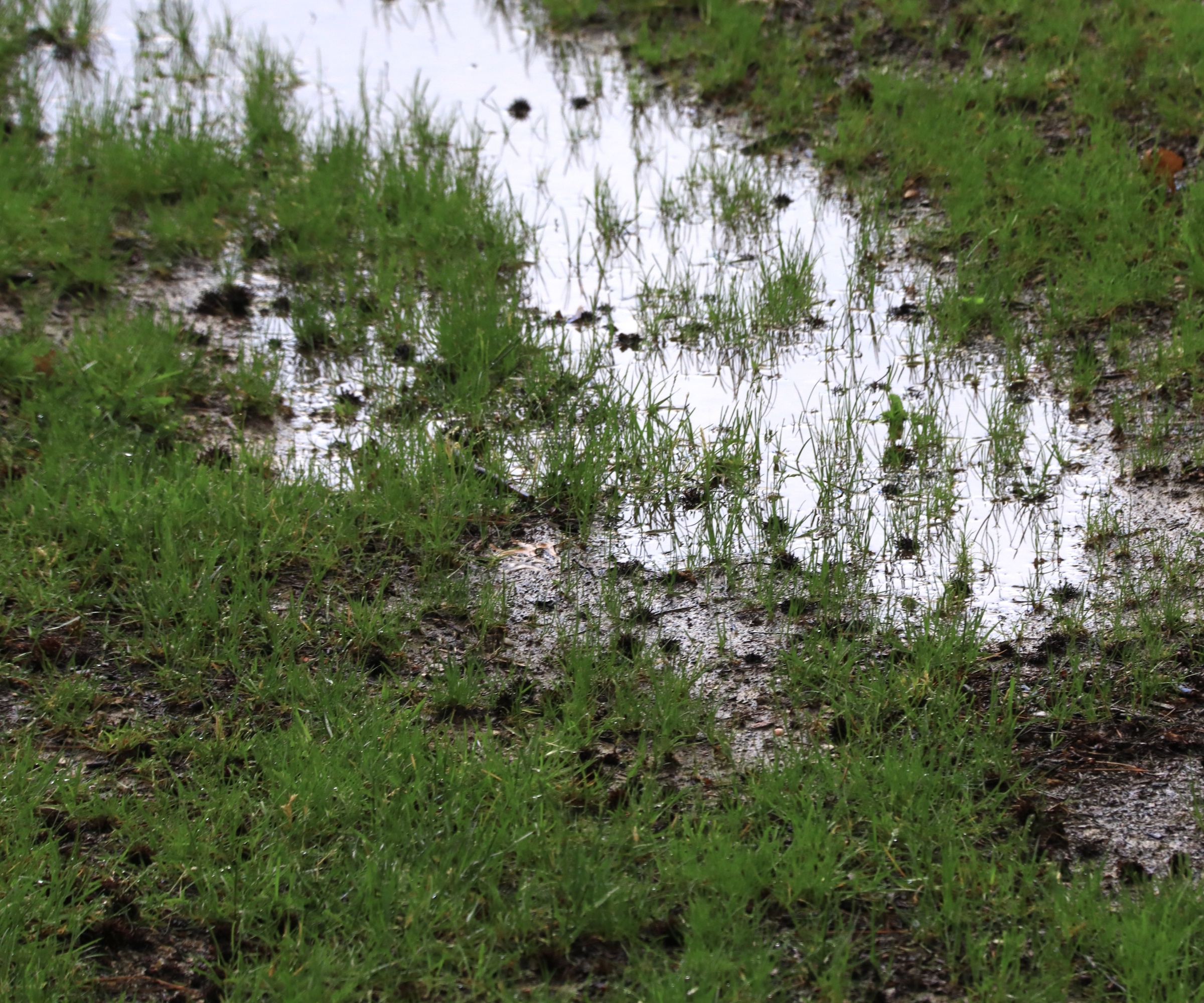 A waterlogged lawn after heavy rainfall