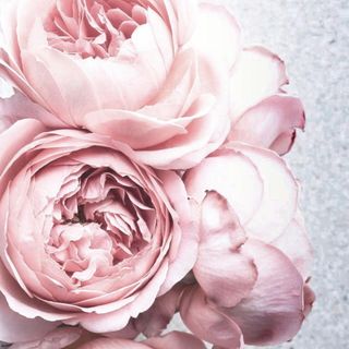 pink colour rose