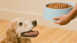 Wag and Kitzy sale Amazon Prime Day: Golden retriever getting a bowl of kibble