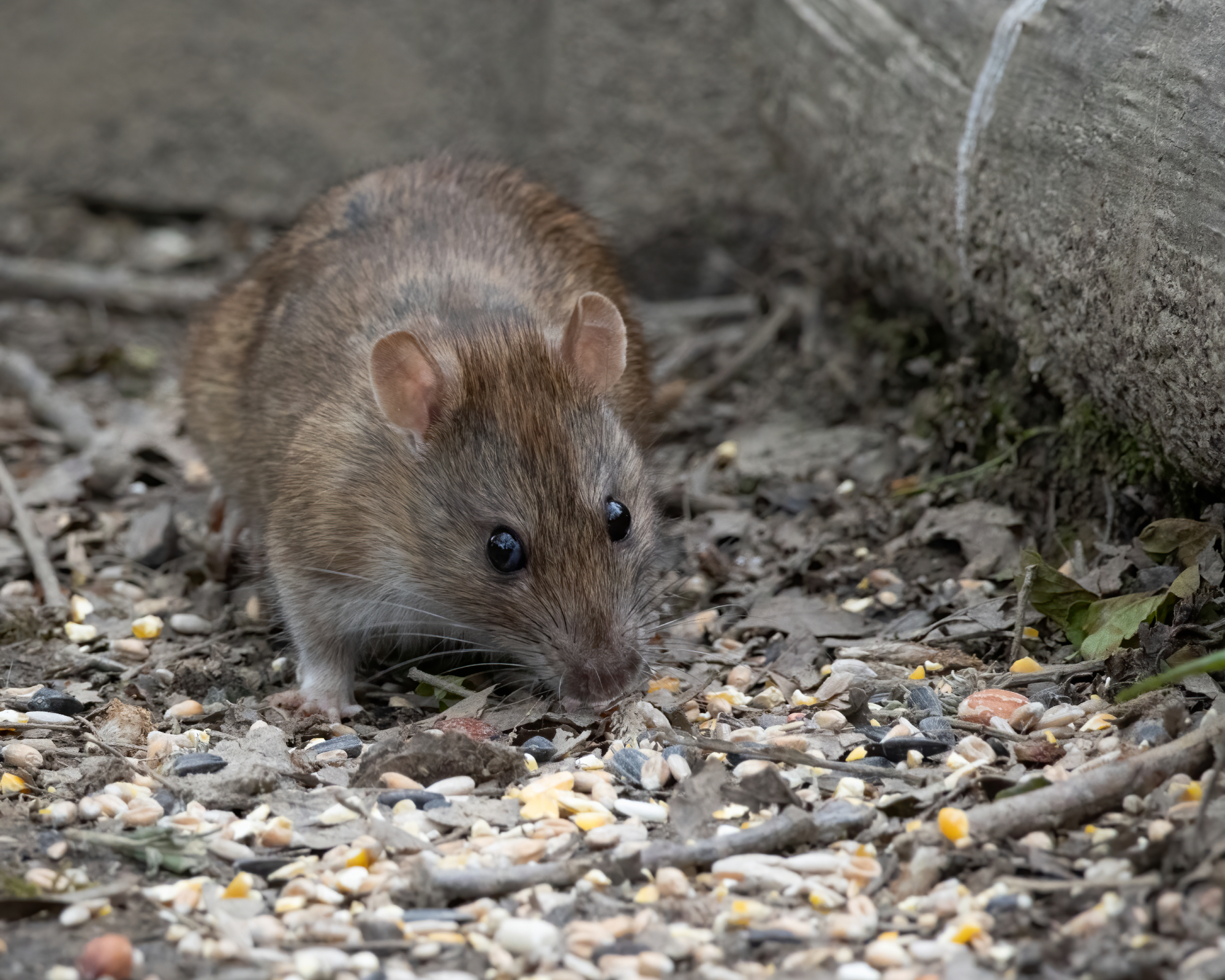 Rat attracted to bird feeder spillage