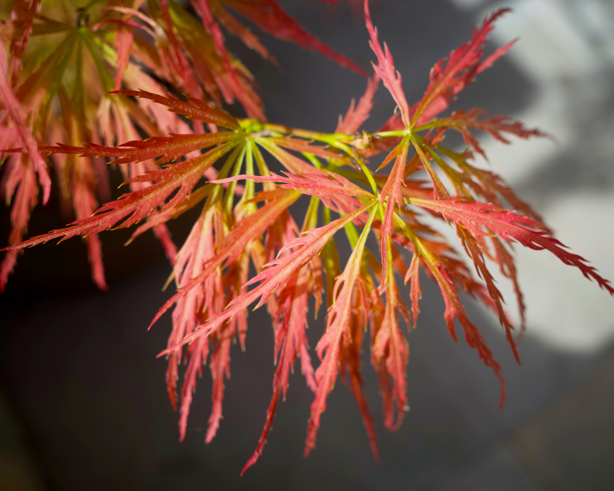 Seiryu Japanese maple leaves