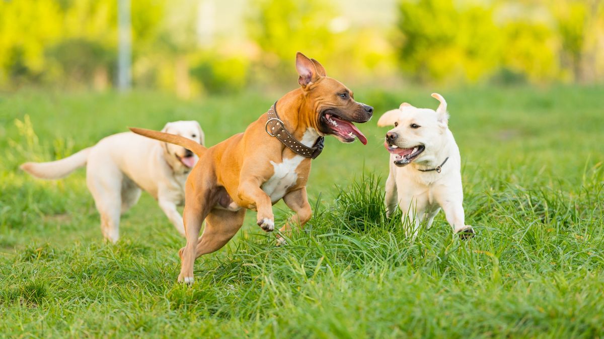 Three dogs playing in a green field in a sunny afternoon