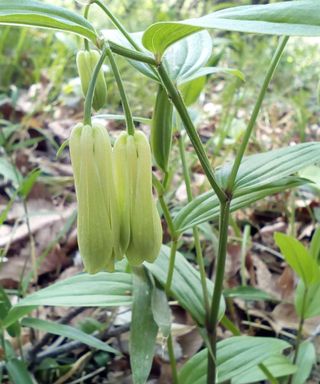 close up of Japanese fairybell plant