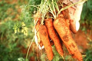 Grow your own carrots