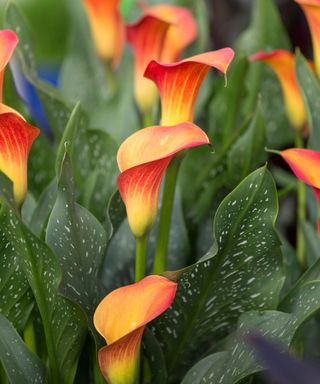 The orange flowers and speckled leaves or calla or arum lily, also known as Zantedeschia