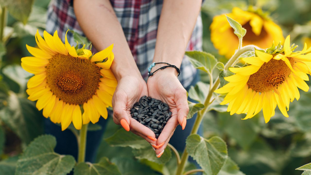 Woman holding newly harvested sunflower seeds