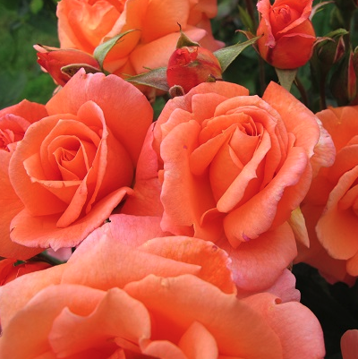 10 garden layout ideas to inspire a fresh outdoor look | Ideal Home