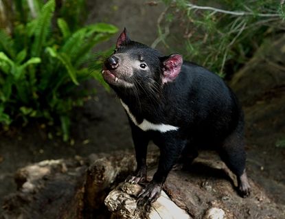 A Tasmanian devil named Conrad that lives at the San Diego Zoo.