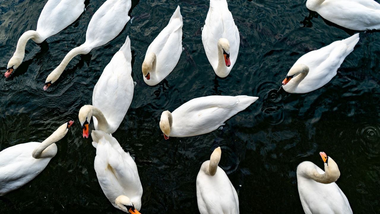 Looking Down on Swans