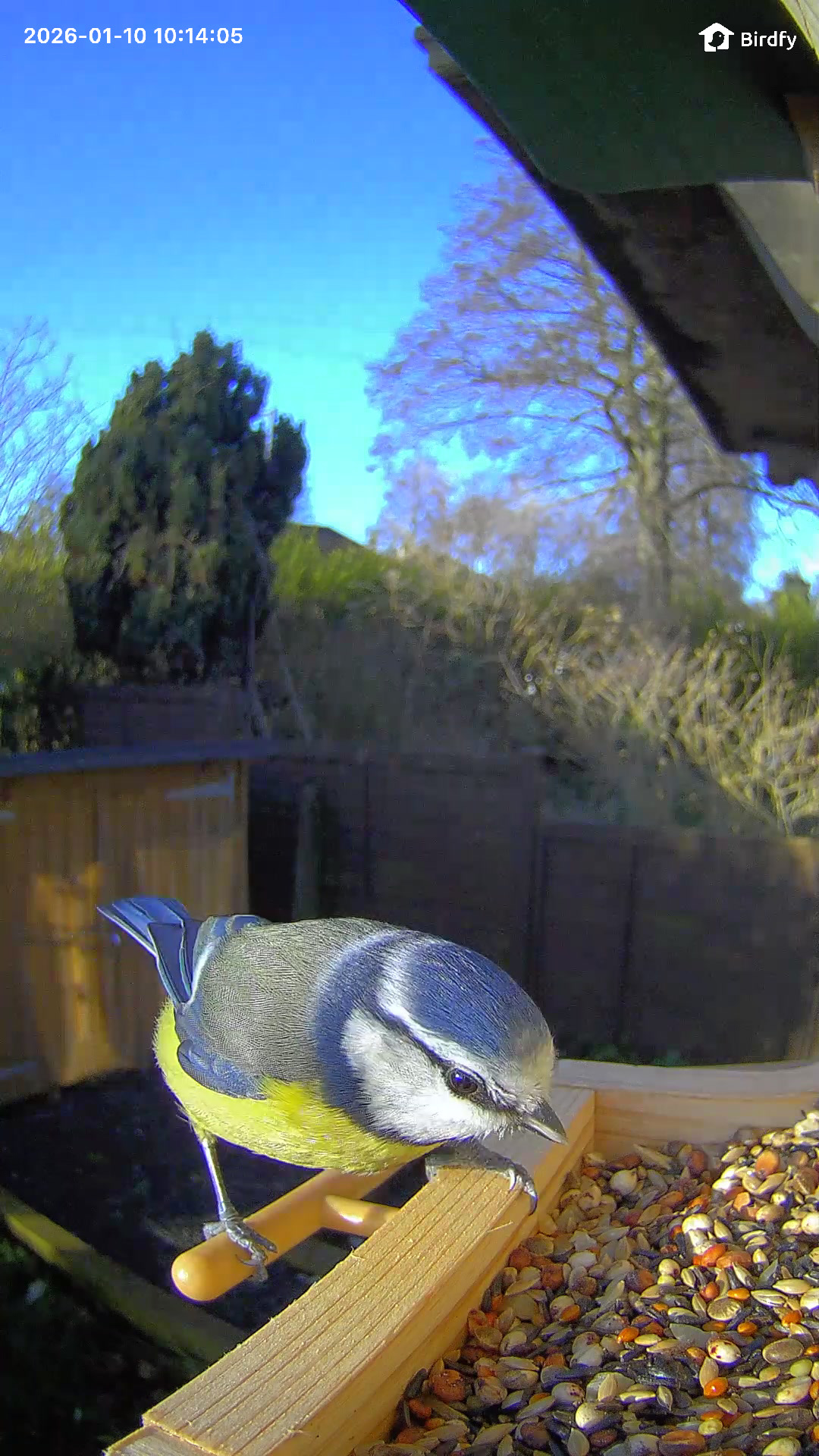 A garden bird landing on the Birdfy Wood feeder